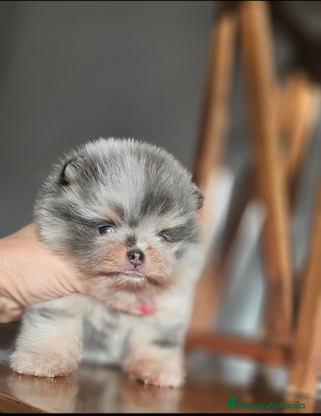Pomerania perros en venta: Espectacular pomerania merle and tan - Anuncio 1