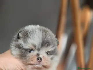 Pomerania perros Espectacular pomerania merle and tan - Anuncio 5