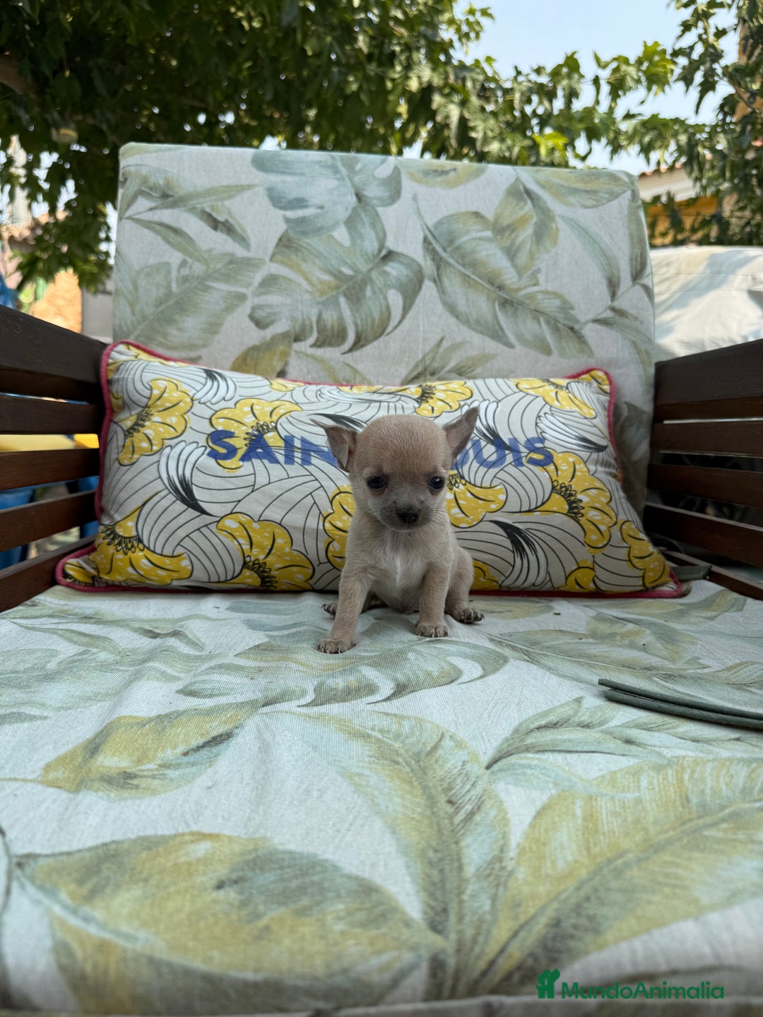 Chihuahua perros en venta: Excelentes chihuahuas - Imagen 6