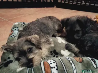 Schnauzer Miniatura perros Schnauzer mini en Almería - Anuncio 2