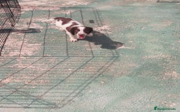 English Springer Spaniel perros en venta: Springer spaniel inglés - Imagen 3