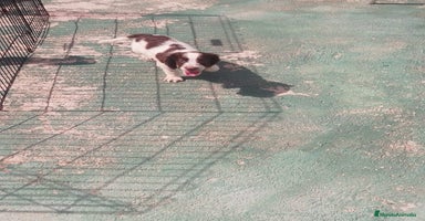 English Springer Spaniel perros - Anuncio 6