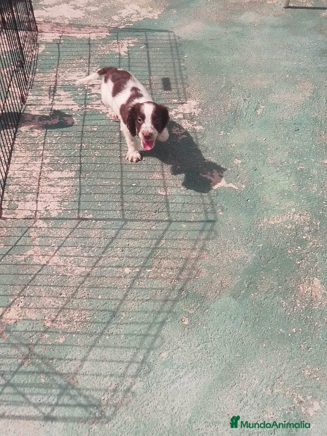 English Springer Spaniel perros en venta: Springer spaniel inglés - Imagen 3