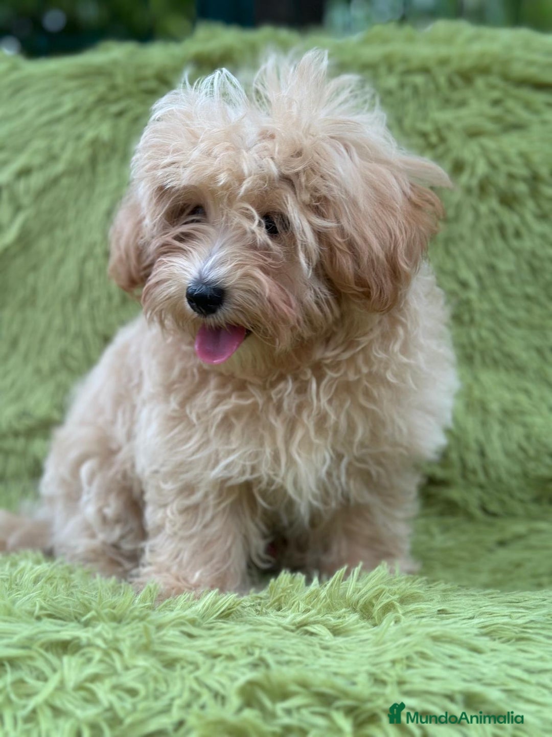 Maltipoo perros en venta: Maltipoo toy  - Imagen 3