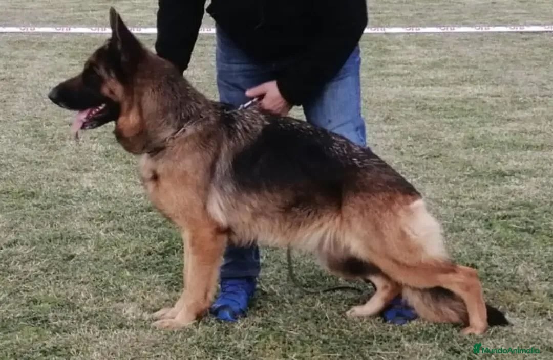 Pastor Alemán perros Excelente camada de Pastor Alemán.  - Anuncio 1