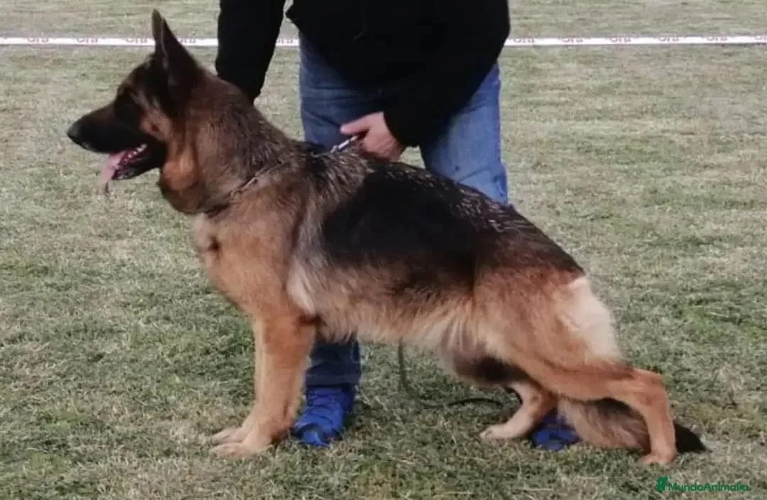 Pastor Alemán perros en venta: Excelente camada de Pastor Alemán.  - Anuncio 1