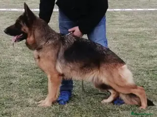 Pastor Alemán perros Excelente camada de Pastor Alemán. - Anuncio 1