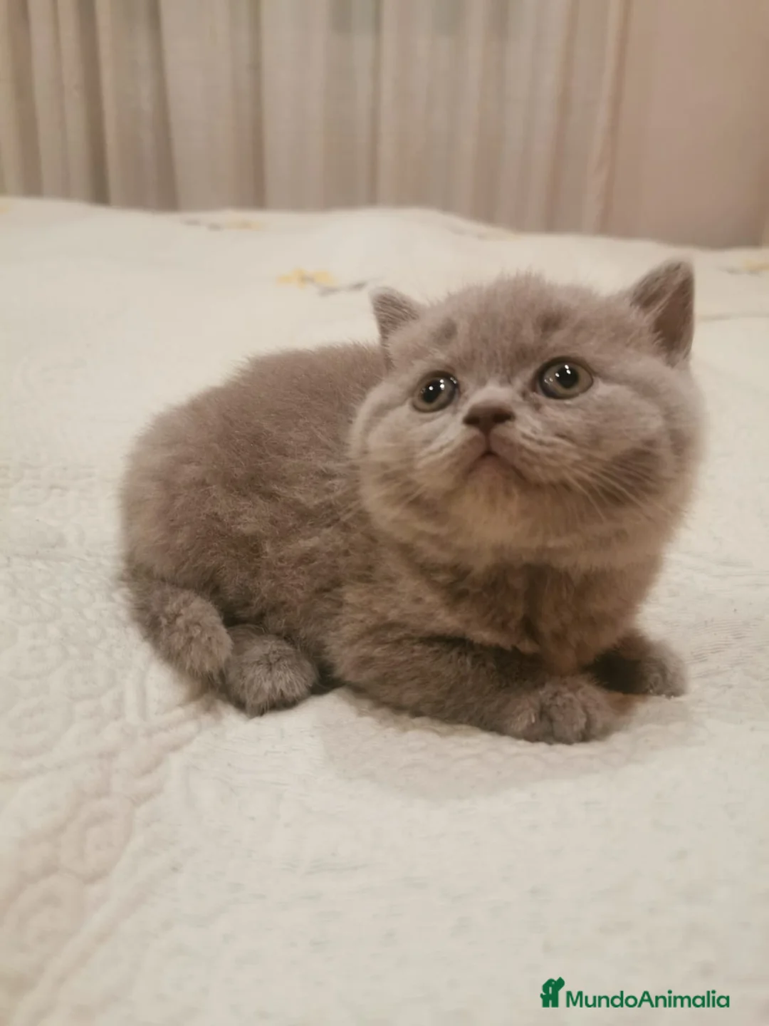 Británico de Pelo Corto gatos en venta: Tres machitos de British blue de pelo corto  - Anuncio 1