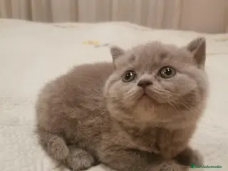 Británico de Pelo Corto gatos Tres machitos de British blue de pelo corto - Anuncio 11