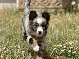 Pastor Australiano perros IMPRESIONANTE AUSSIE MINI MERLE - Anuncio 17