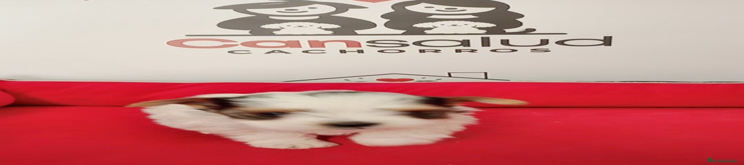 Yorkshire Terrier Cachorro 1