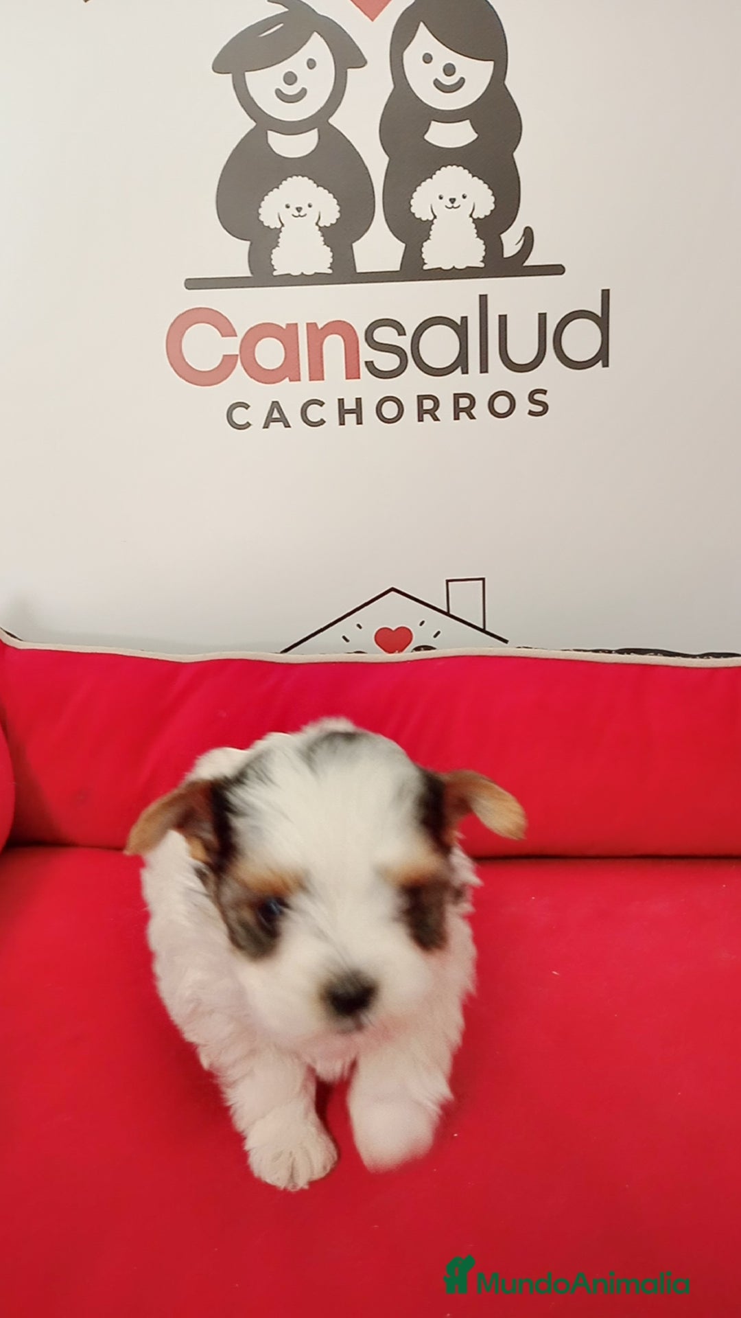 Yorkshire Terrier perros en venta: Briewer  - Anuncio 2