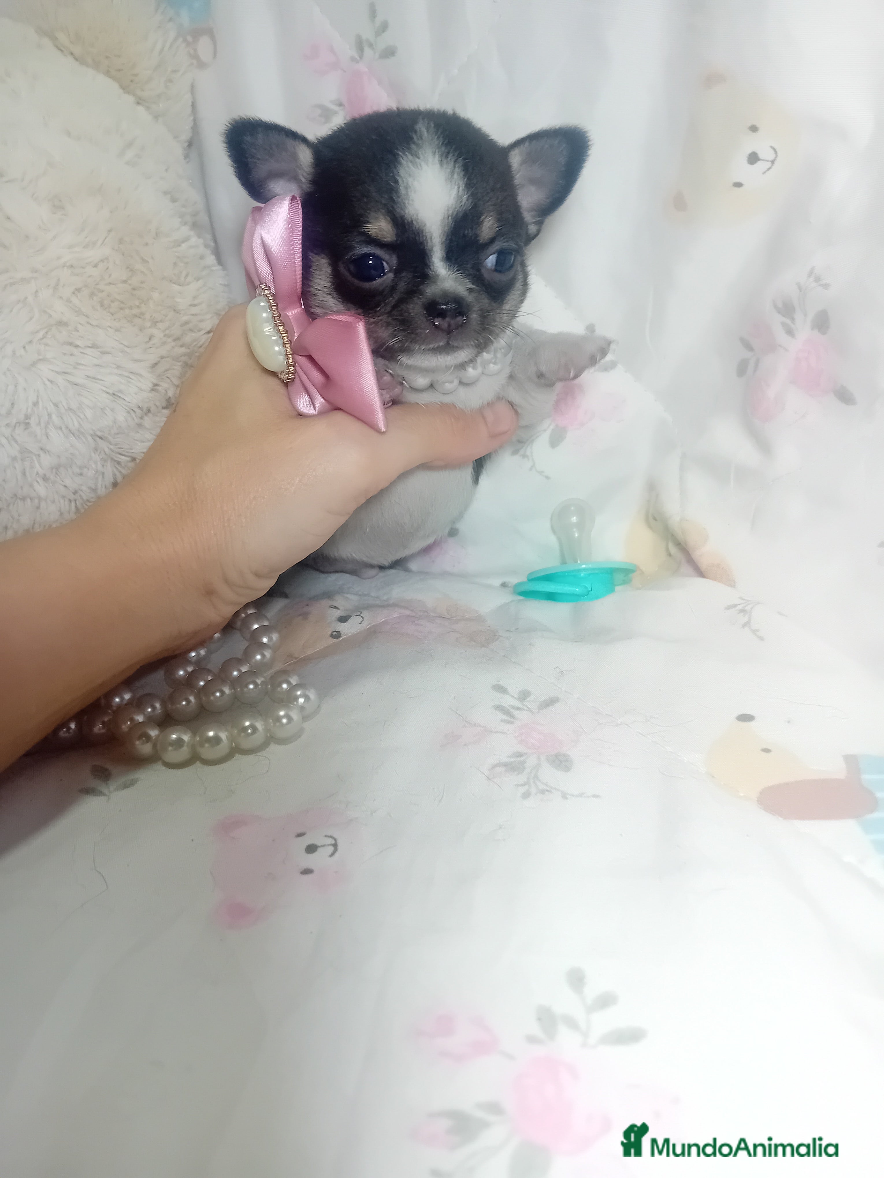 Chihuahua perros ‼️Chihuahuas muy cariñosos tamaño mini  - Anuncio 1