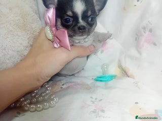Chihuahua perros ‼️Chihuahuas muy cariñosos tamaño mini - Anuncio 2