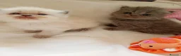 Persa gatos en venta: Gatitos persa y malayo - Anuncio 13