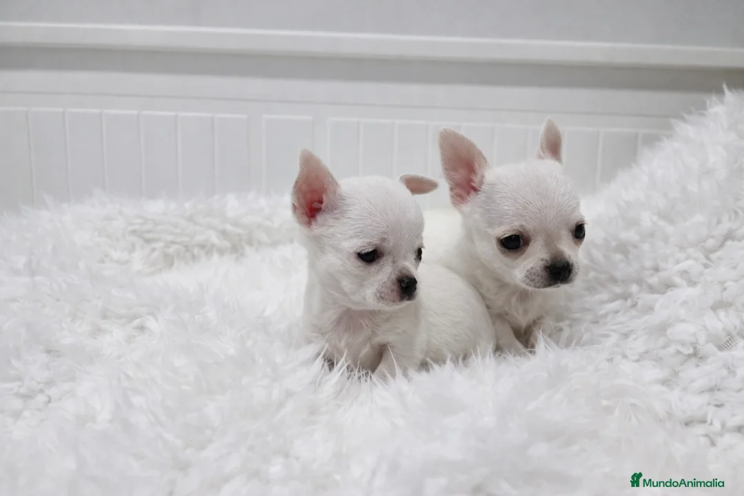 Chihuahua perros en venta: cachorros de chihuahua  - Anuncio 4