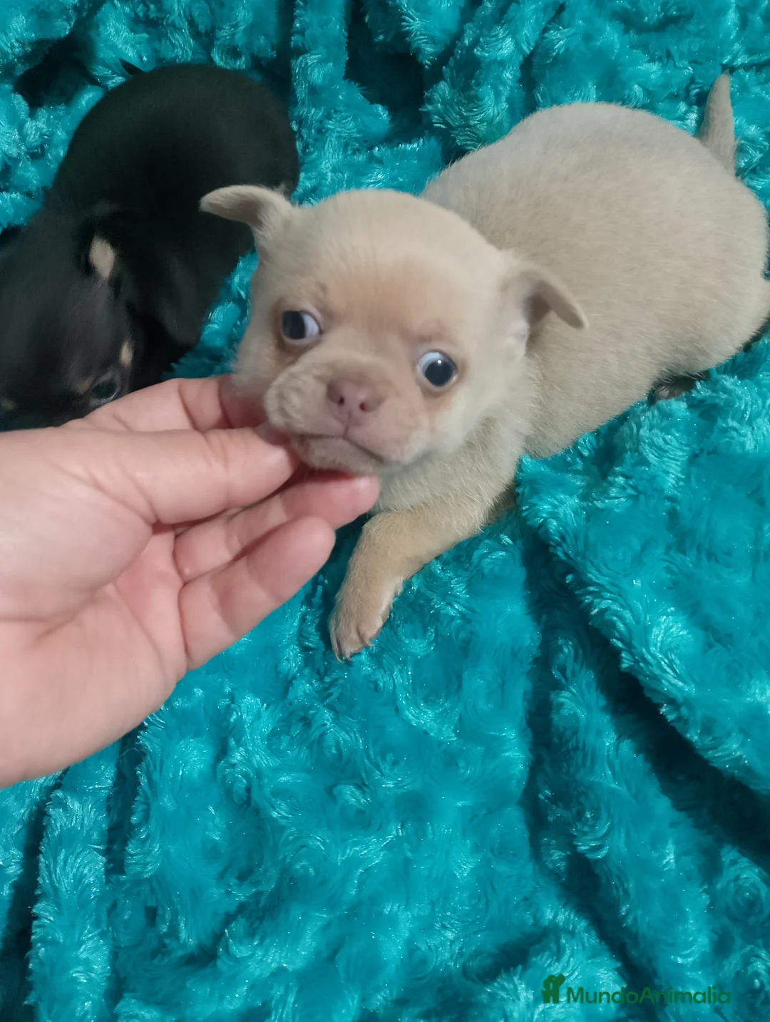 Chihuahua perros en venta:  chihuahua lilac ojos azul grises una pasada  - Anuncio 6