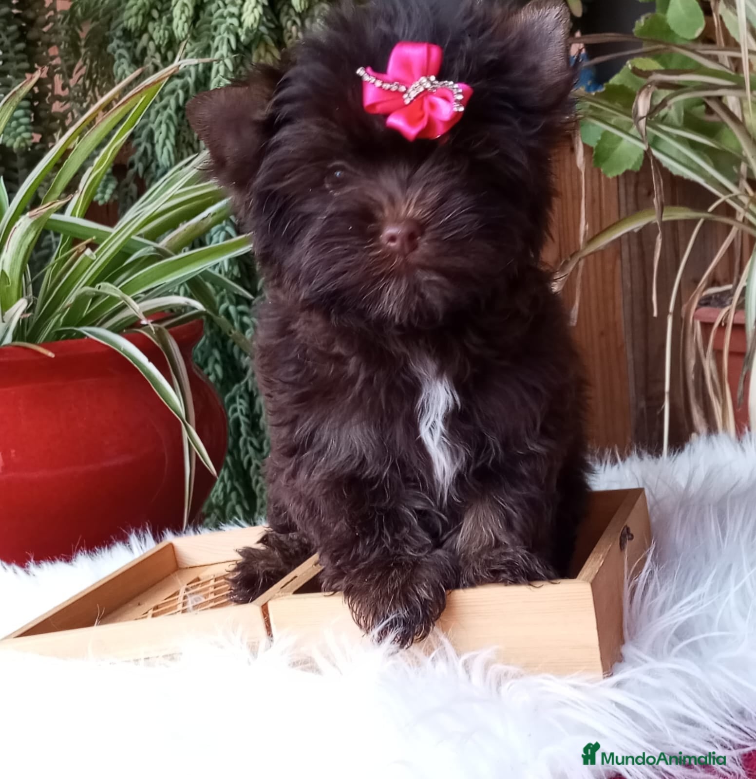 Yorkshire Terrier perros Exclusivos Yorkshire Chocolate toy - Anuncio 22