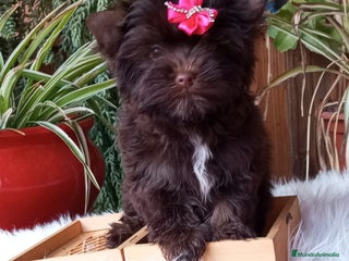 Yorkshire Terrier perros Exclusivos Yorkshire Chocolate toy - Anuncio 2
