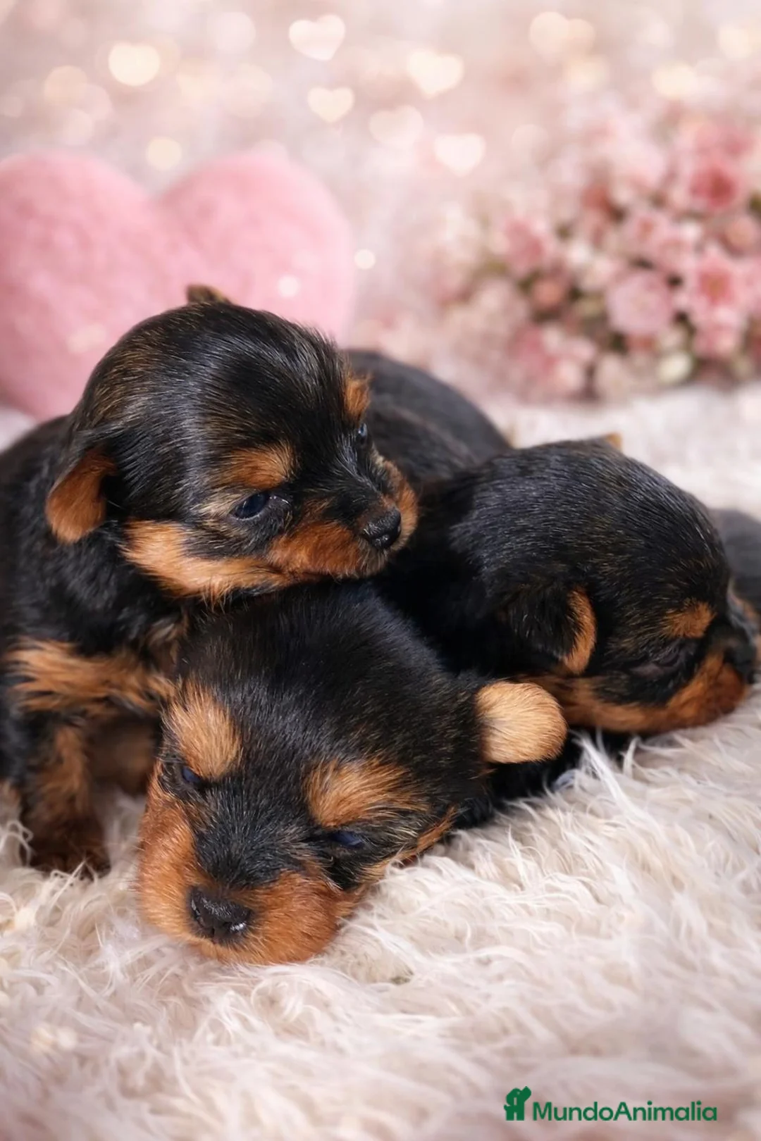 Yorkshire Terrier perros en venta: Yorkshire toy - Anuncio 2