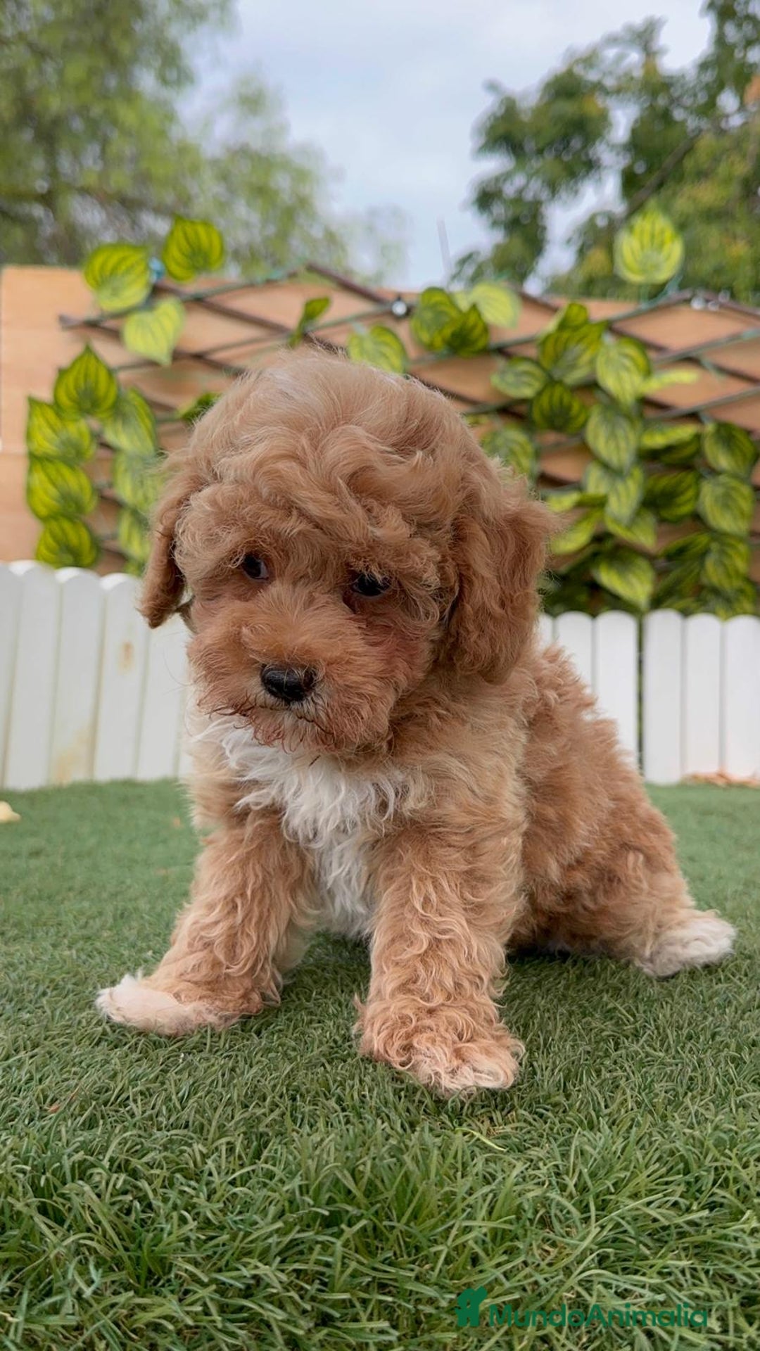 Raza Mixta perros en venta: CANICHE MACHO - Imagen 19