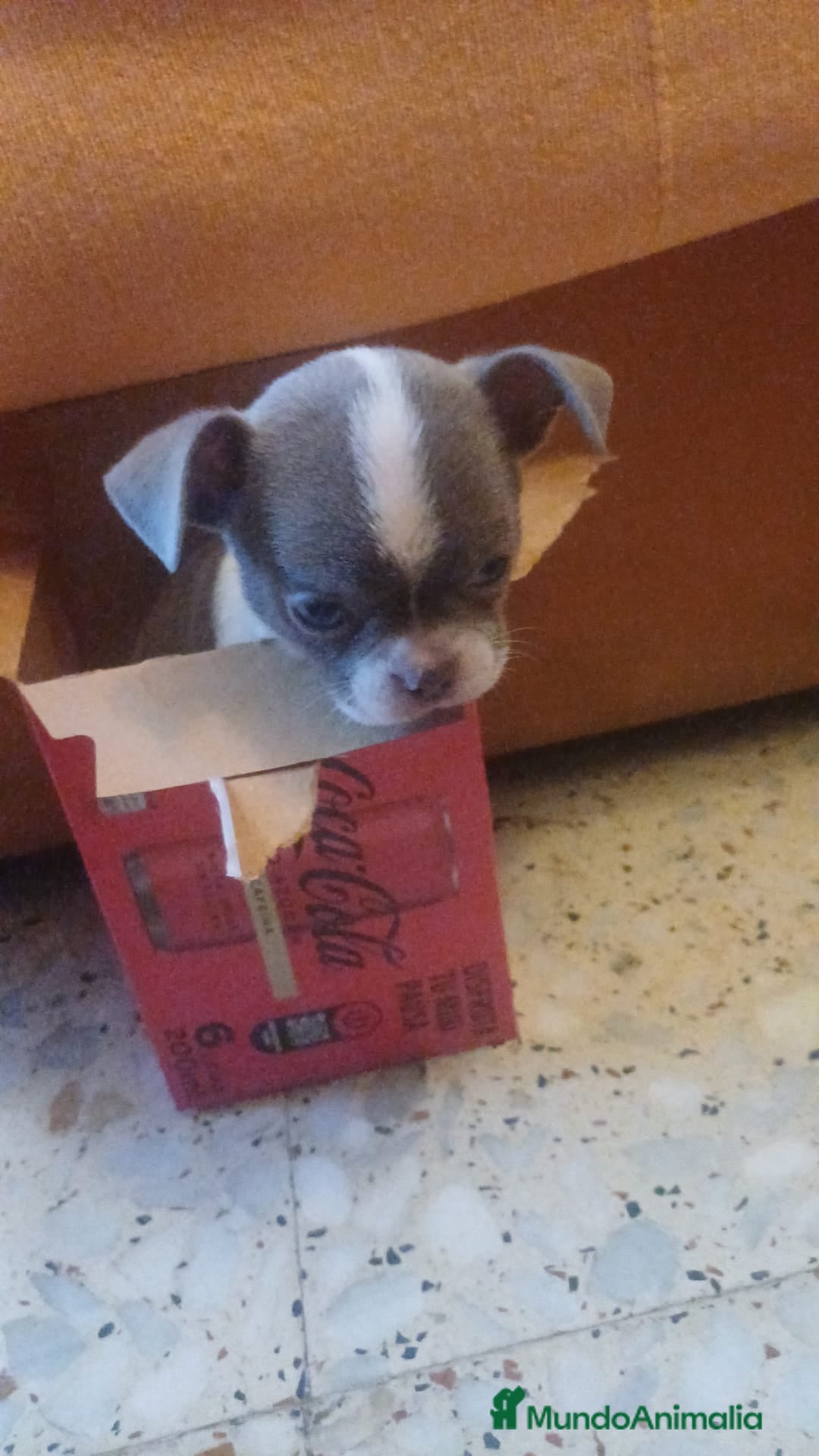 Chihuahua perros en venta: Chihuahua blue Toy  - Anuncio 3