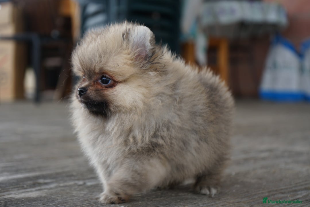 Pomerania perros en venta: 🐾 Strike – Pomerania macho marrón 🐾 - Imagen 6