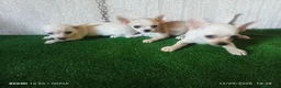 Chihuahua perros en venta: cachorritos de chihuahua - Anuncio 3