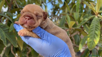 Bulldog Francés perros - Anuncio 9