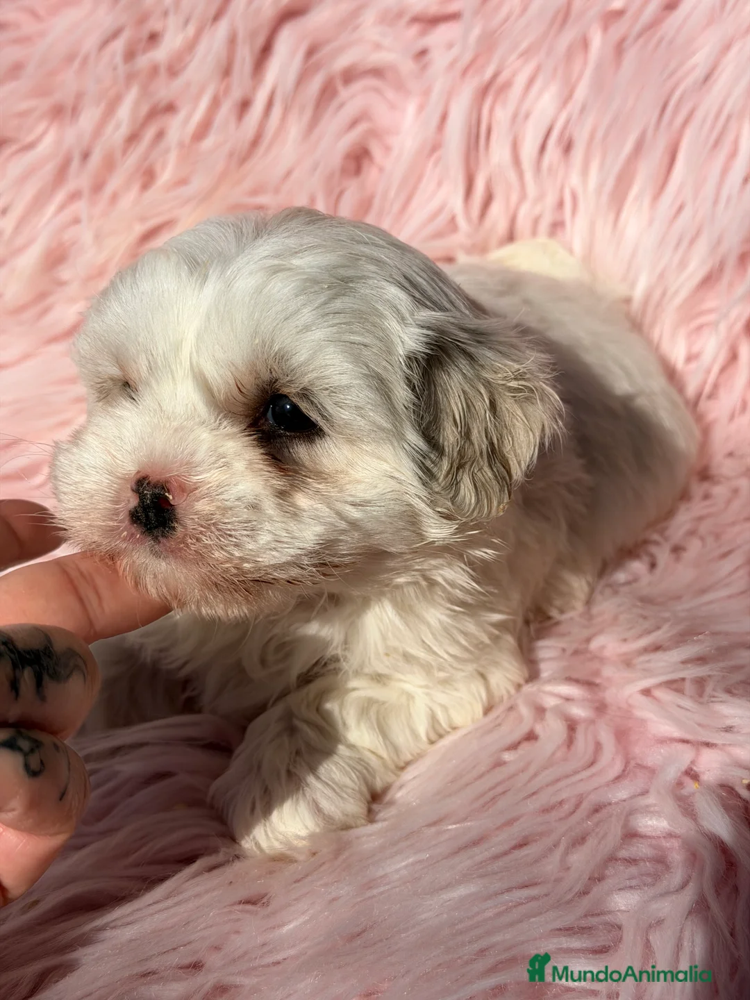 Bichón Maltés perros en venta: Bichon Maltes Toy  - Anuncio 2