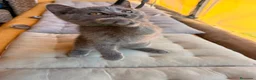 Británico de Pelo Corto Azul gatos en venta: Gatos british - Anuncio 4