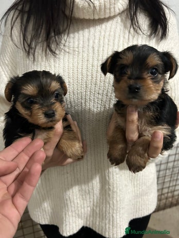 Yorkshire Terrier perros - Anuncio 1