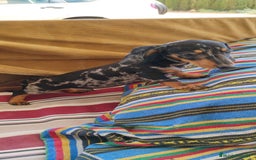 Teckel perros en venta: Cachorro teckel arlequín plata  - Imagen 1