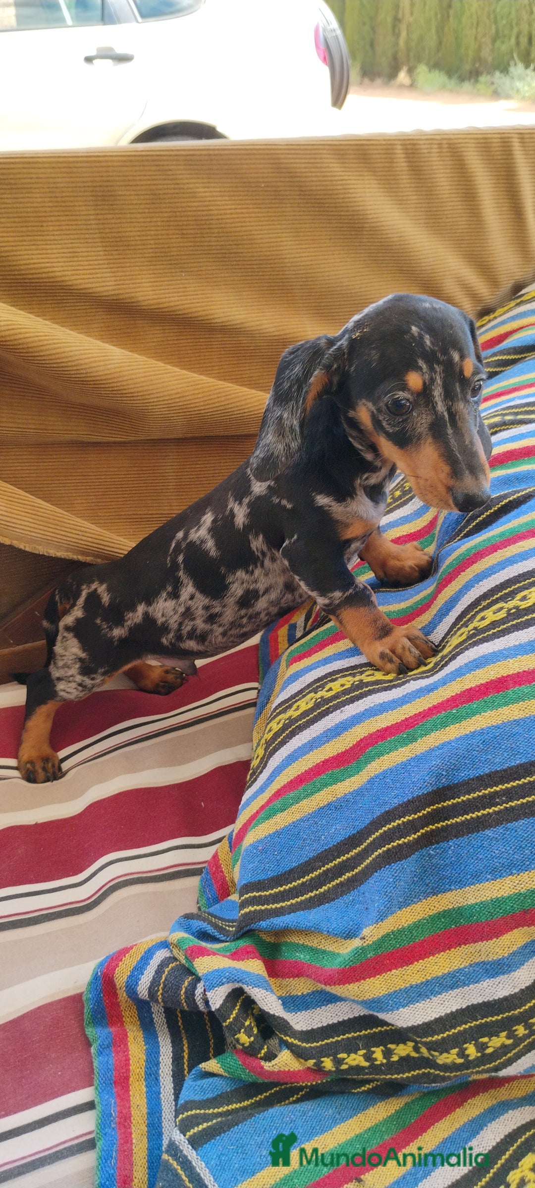 Teckel perros en venta: Cachorro teckel arlequín plata  - Imagen 1