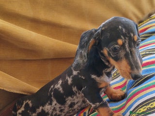 Teckel perros - Anuncio 21