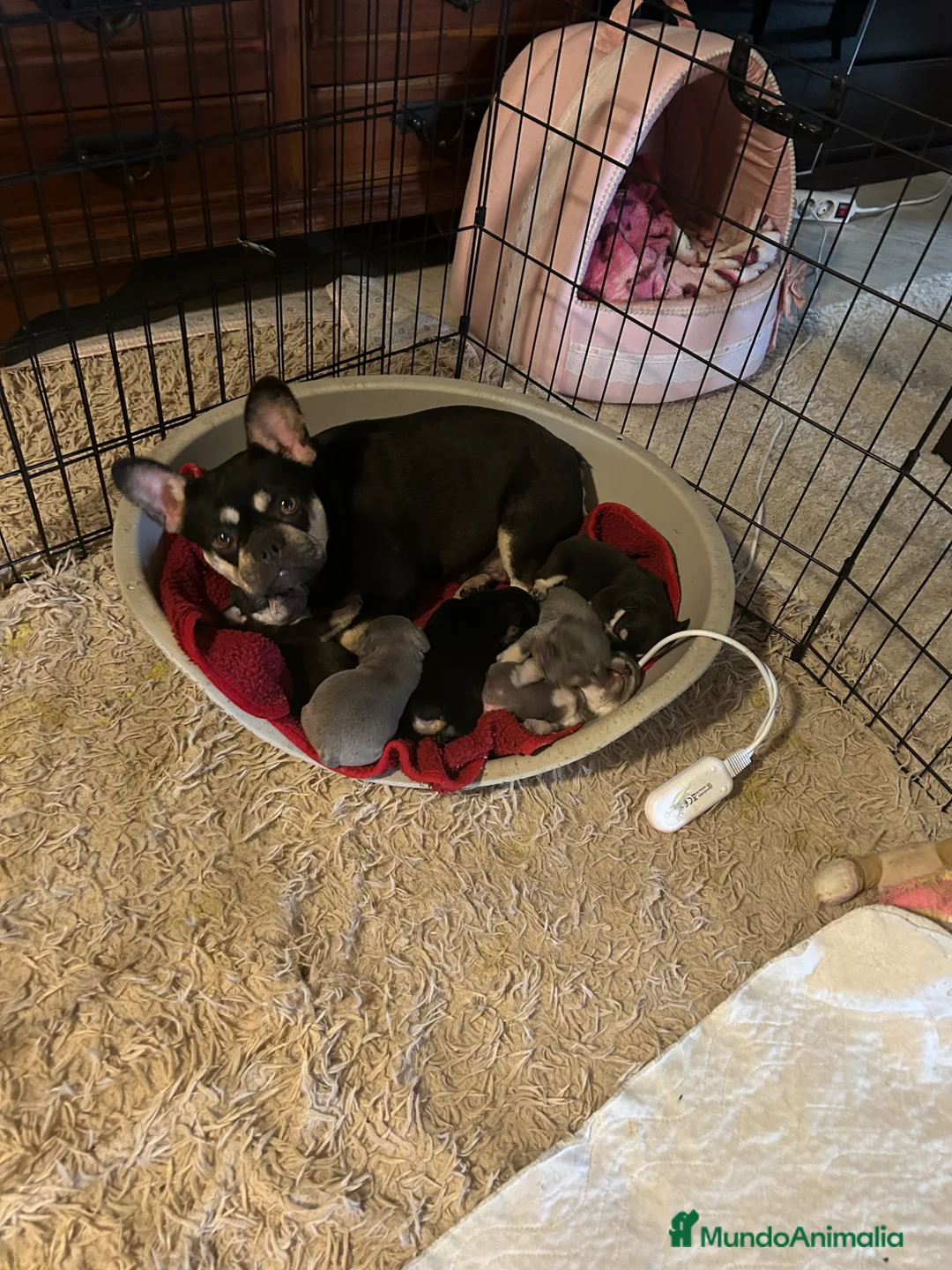 Bulldog Francés perros en venta: Bulldog Francés exótico  - Anuncio 1