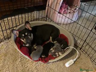 Bulldog Francés perros Bulldog Francés exótico - Anuncio 1