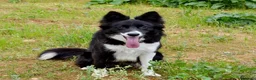 Border Collie perros en venta: camada de border collie  - Anuncio 14