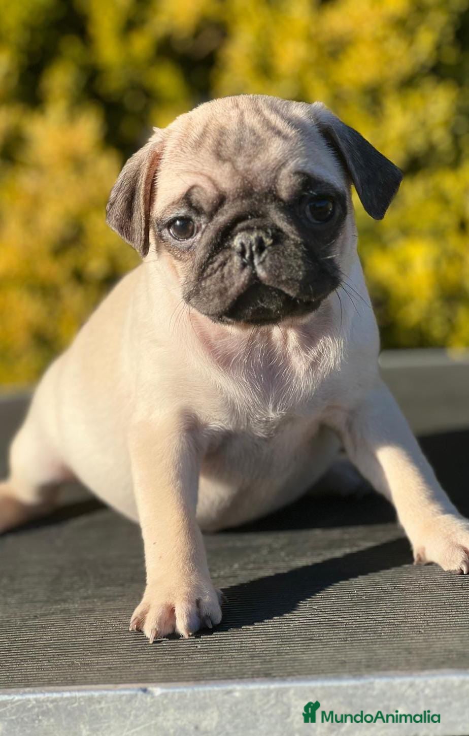 Carlino - Pug perros ULTIMAS CARLINO ARENA DISPONIBLES! - Anuncio 1