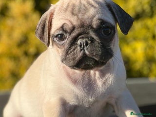 Carlino - Pug perros en Barcelona - Anuncio 1