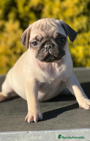 Carlino - Pug perros en Barcelona - Anuncio 1