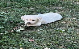 Golden Retriever perros en venta: Espectacular camada de Golden Retriever - Imagen 6