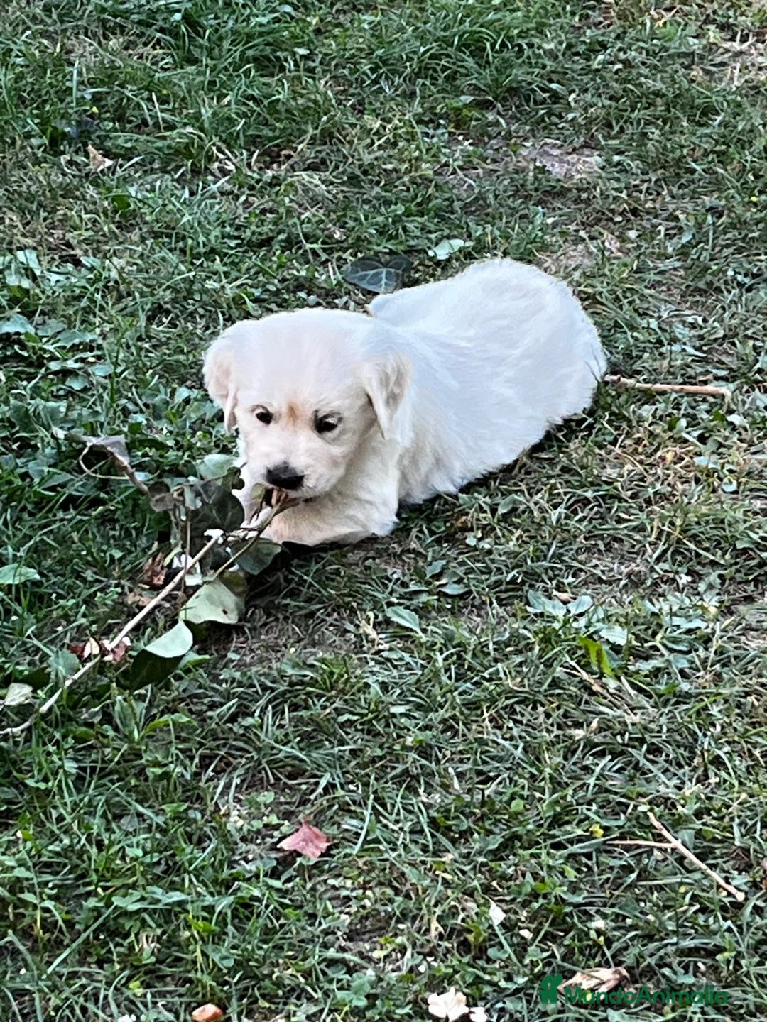 Golden Retriever perros en venta: Espectacular camada de Golden Retriever - Imagen 6