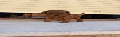 Caniche Toy 1