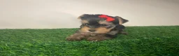Yorkshire Terrier perros en venta: Cachorro yorkshire  - Anuncio 1
