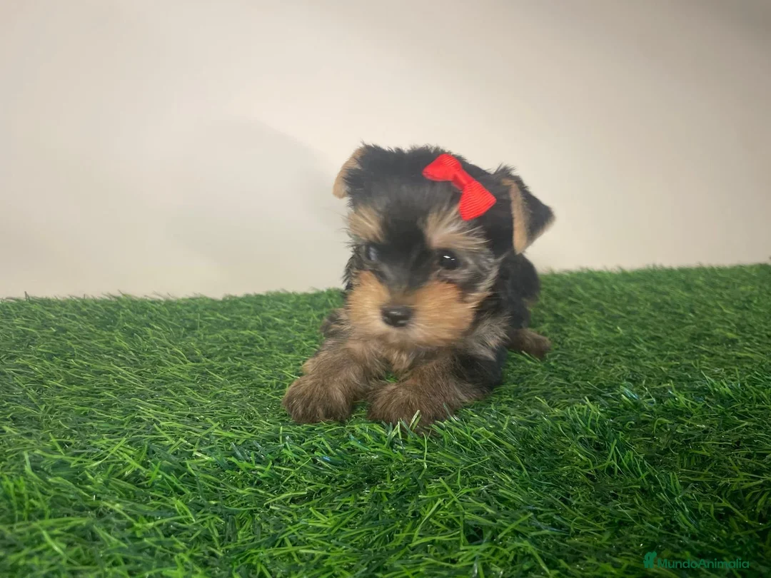 Yorkshire Terrier perros en venta: Cachorro yorkshire  - Anuncio 1