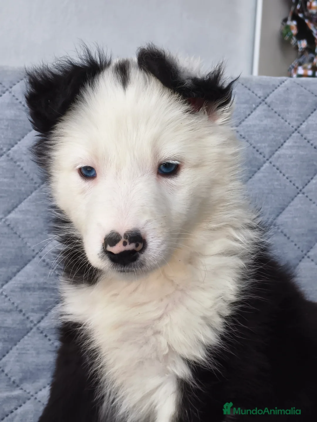 Border Collie perros en venta: BORDER COLLIES  - Anuncio 2