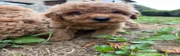 Caniche Toy perros en venta: Caniche rojo - Anuncio 7
