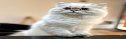 Británico de Pelo Largo gatos en venta: British adulto - Anuncio 1