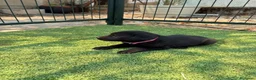 Labrador Retriever perros en venta: LABRADOR - Anuncio 10